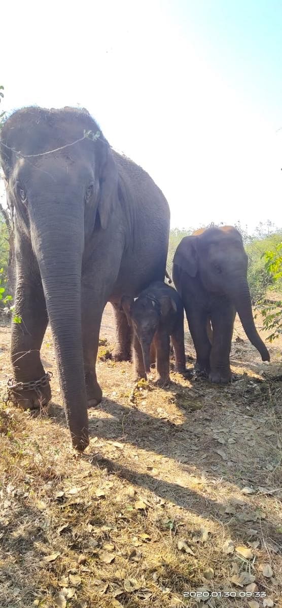 Bannerghatta Biological Park witnessed the birth of a new elephant calf a week ago and officials on Monday named it after Padmashri Tulasi Gowda.