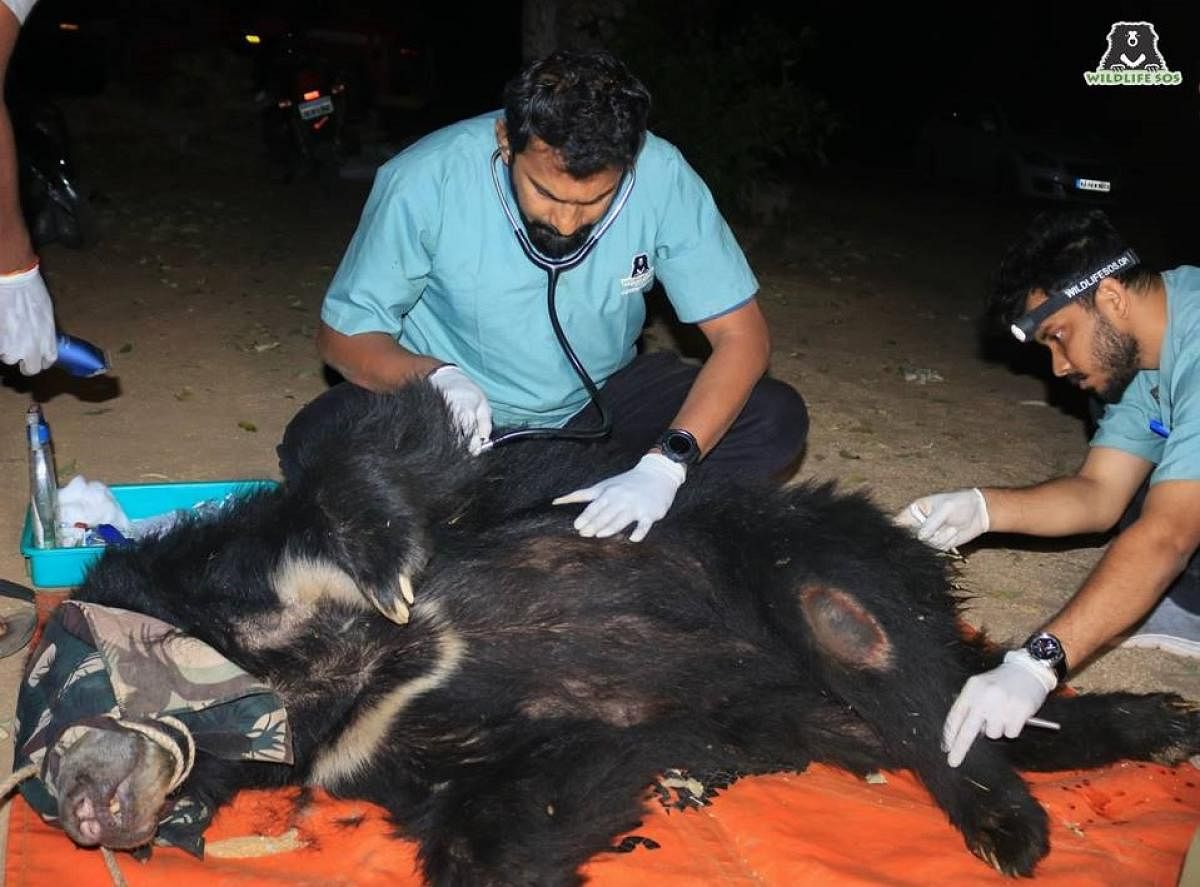 A female sloth bear suffering a gunshot wound was rescued from Pavagada and currently being treated at Bannerghatta Bear Rescue Centre in Bengaluru. (DH Photo)