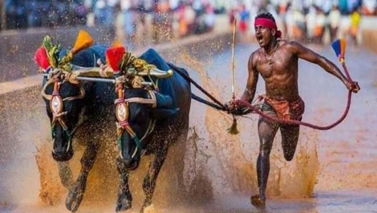 Kambala is an annual race held in Karnataka where people sprint 142m through paddy fields with buffalo. (DH Photo)