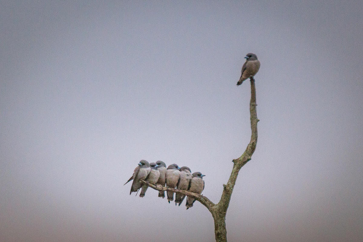Birds of the plateau. (Credit: Nilanjan Coomar)