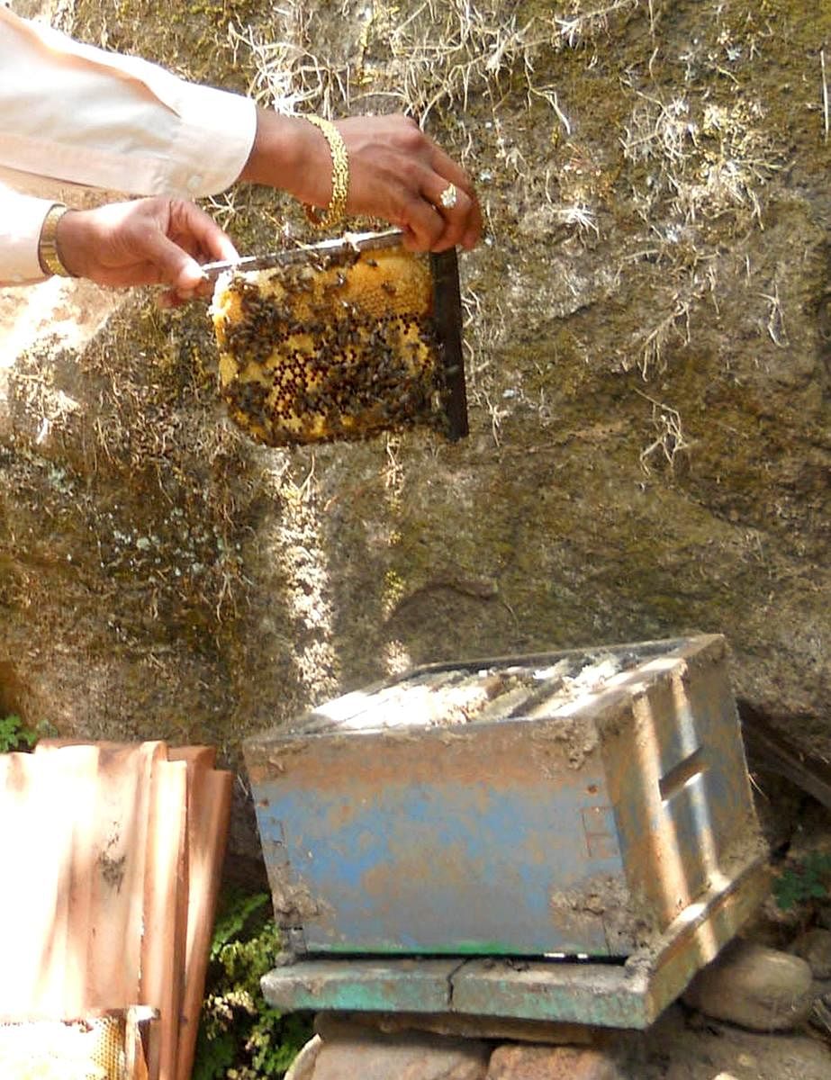 Honey bees died of a disease at a farmland on the foothills of Pushpagiri inSomwarpet. Dh Photo