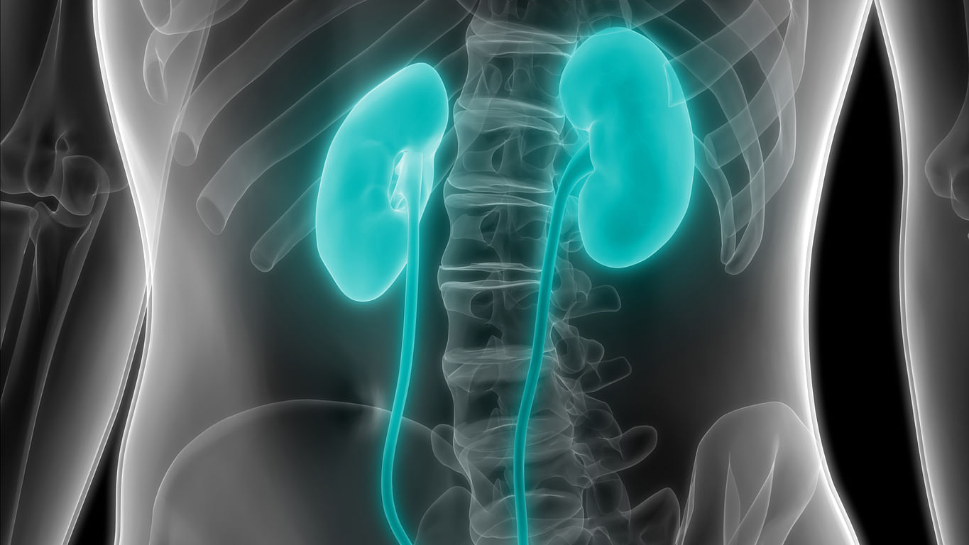The conference was attended by over 500 nephrologists from all southern states and will discuss critical aspects of kidney transplant. Representative image/iStock