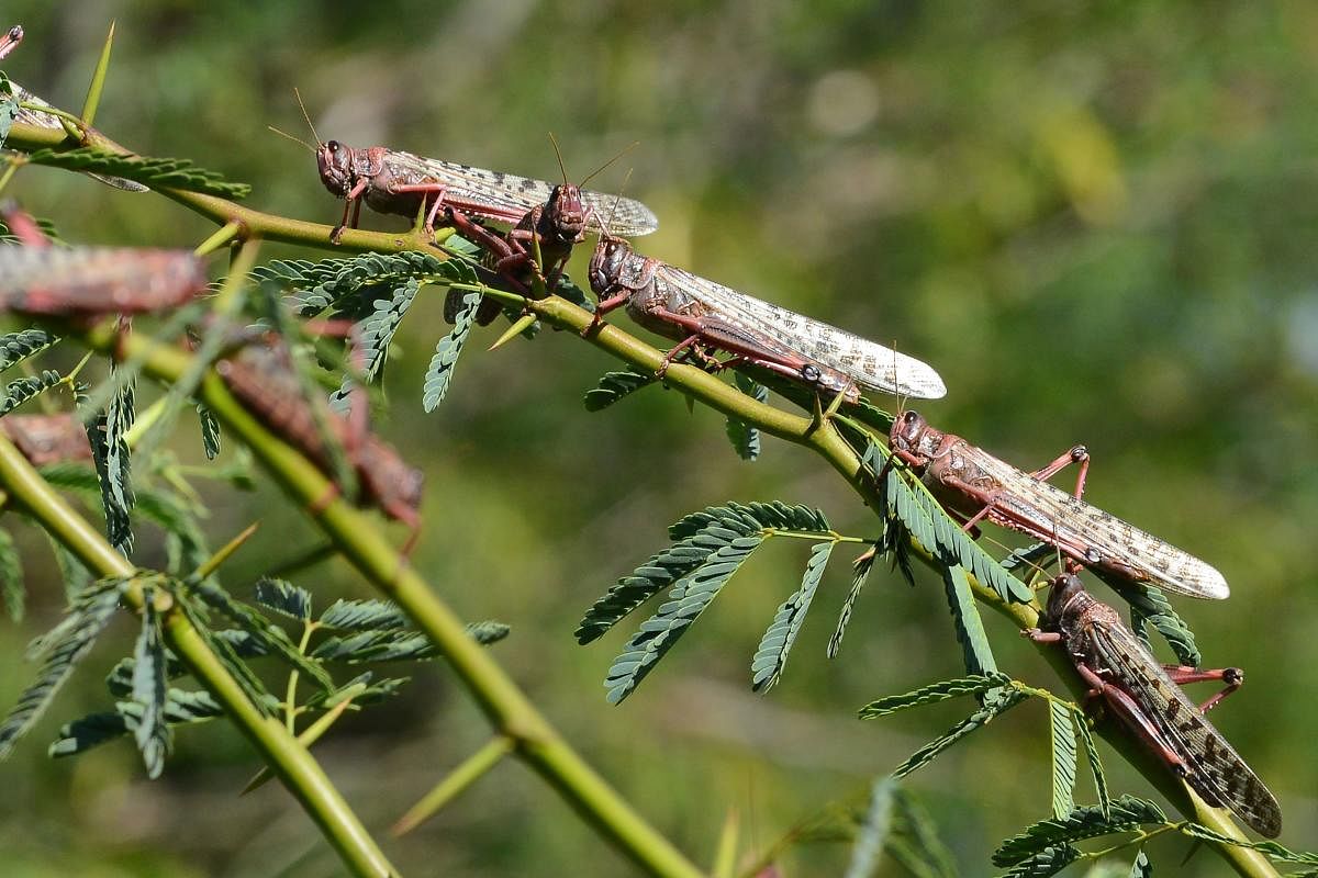 Pakistan is facing its worst locust attack in decades after insects destroyed crops on a large scale in Punjab province, the country's main region for agricultural production. (AFP Photo)