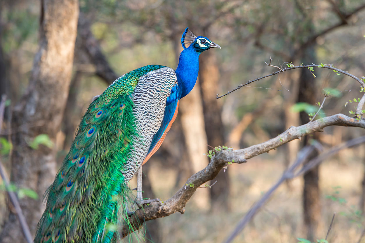 While the count of the national bird, Indian Peafowl, has increased dramatically over the past decades, 50% of other Indian species declined in the same period. Image/iStock