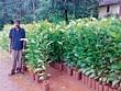 In sync with nature : Gopal, a temporary employee in the Forest department, with the plants he grew. DH Photo