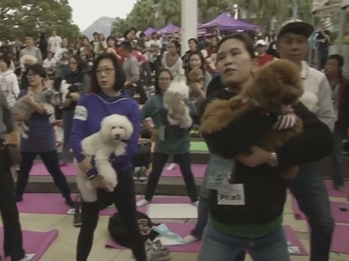 The 270 pets took part in the dog yoga, or 'doga', session in Hong Kong yesterday, which lasted for an hour. Video Grab