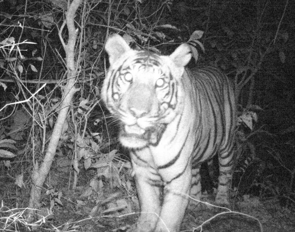 The tiger's image captured by a CCTV camera.