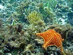 Sea secrets - over 5,000 new marine species found