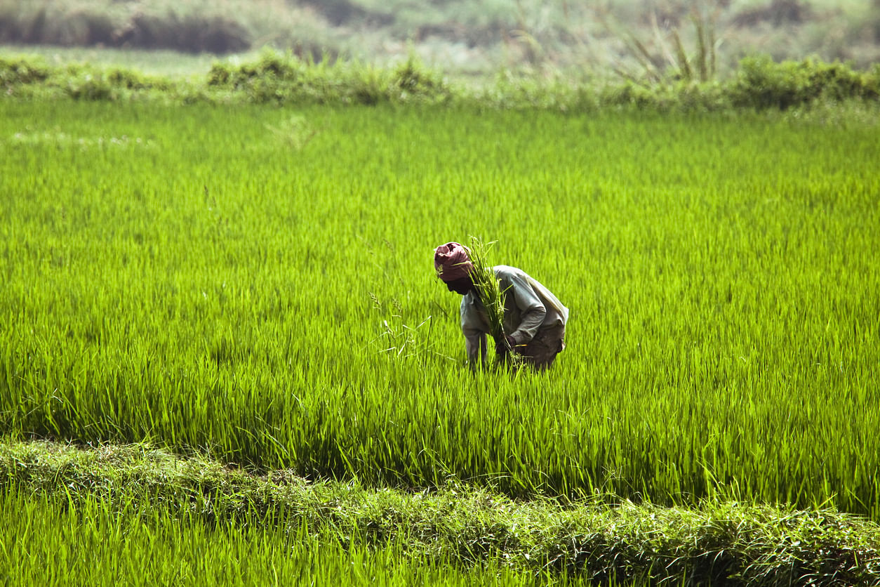 Currently, 58 per cent of the total farmers are loanee. Credit: iStock image