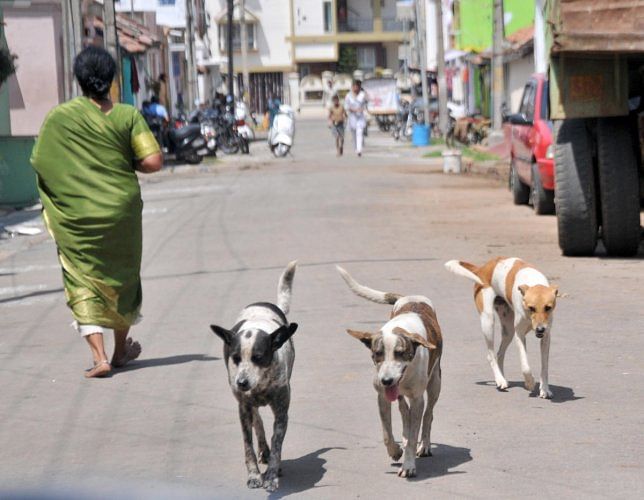 A 31-year-old woman, bitten by a dog four months ago, was brought to the hospital on February 12 from Cox Town. Representative image