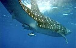 Space technology to identify whale sharks off Gujarat
