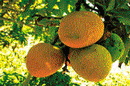Gujarat's kesar mangoes may become history