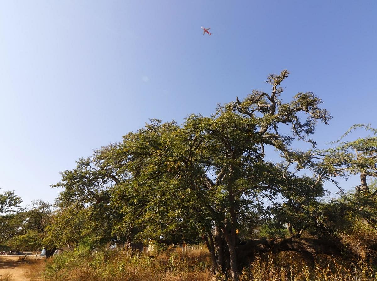 Nallur Tamarind grove, near Devanahalli  