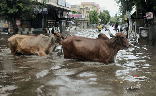 Cows cross a flooded road after heavy rains in Ahmedabad on Wednesday. PTI Photo