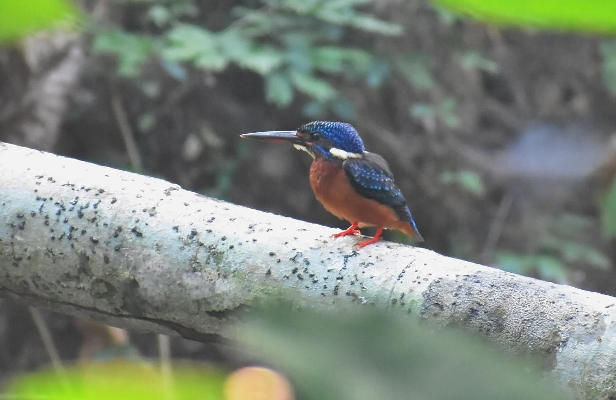 Blue eared Kingfisher