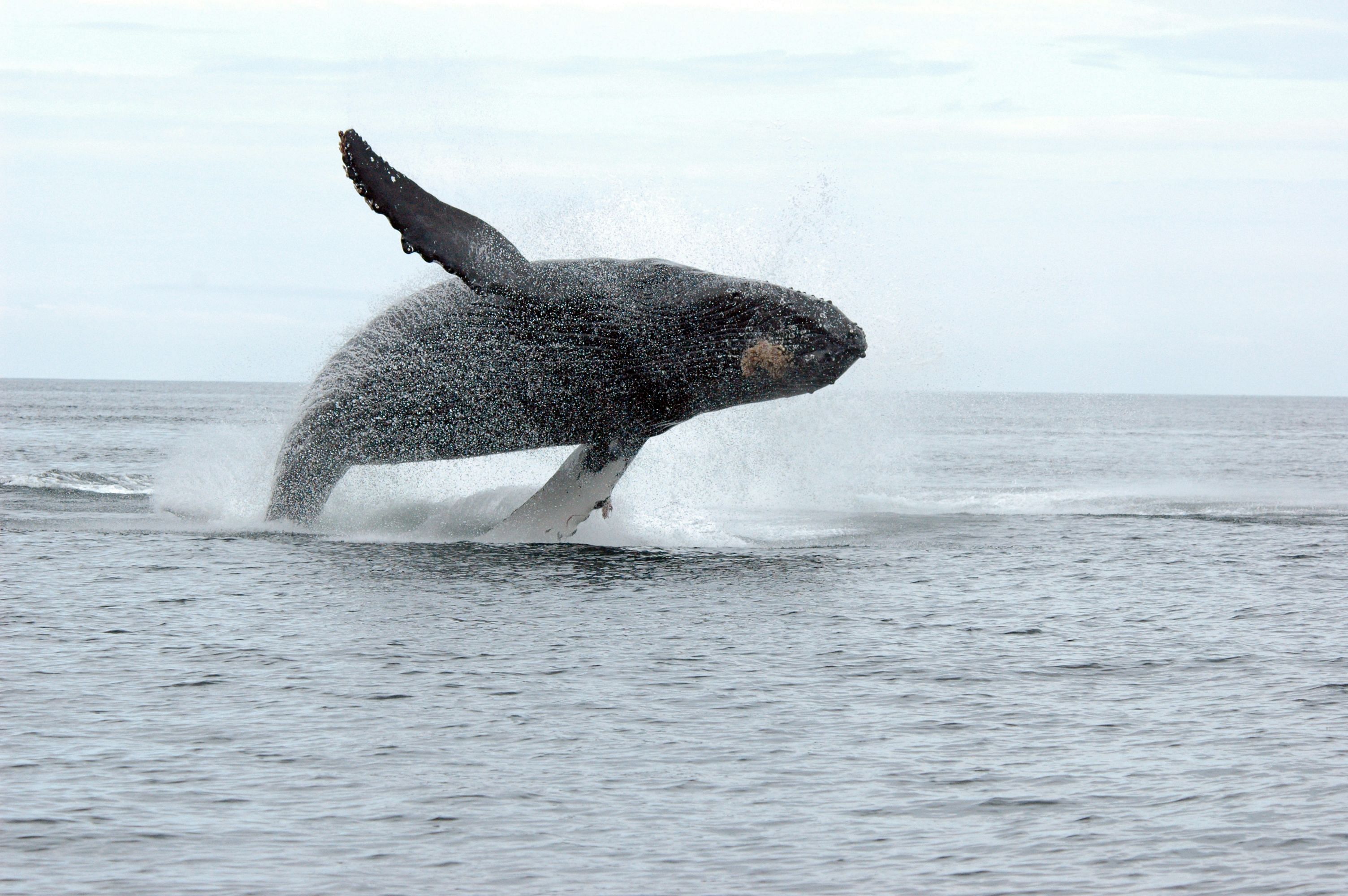 Whale. (AFP Photo)
