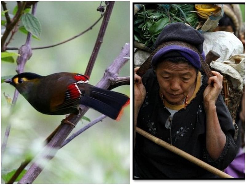 Bugun Liocichla (left), Tribal villagers near Eaglenest Wildlife Sanctuary in Arunachal Pradesh (right) (Eaglenest Wildlife Sanctuary photo)