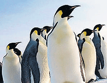 9,000-strong penguin colony discovered in Antarctica