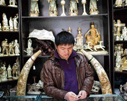 Flourishing trade: A vendor at a store where he sells ivory and other animal parts in Beijing.&#8200;NYT