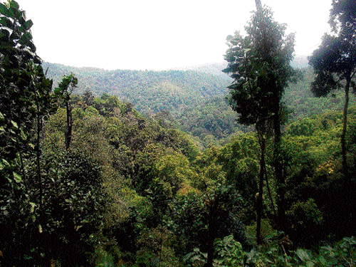 MLC alleges encroachment of 15,000 acres of forest land
