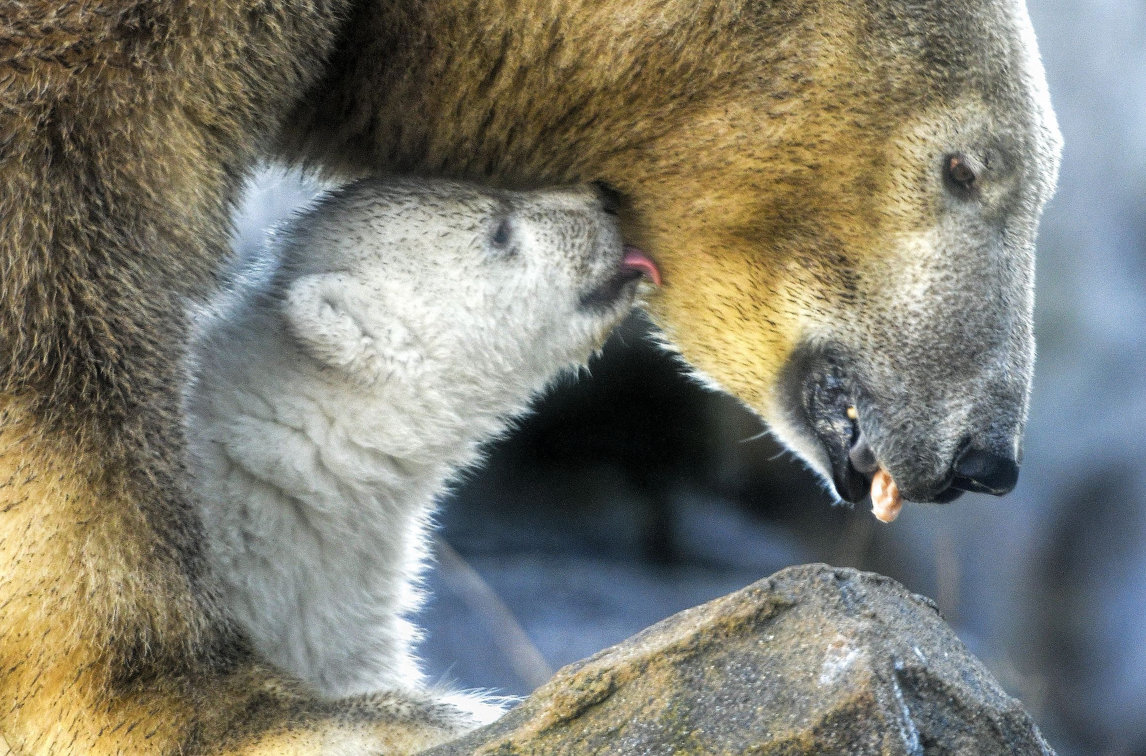 A polar bear cub licks its mother Nora during its first public appearance at the Schoenbrunn zoo in Vienna, Austria. (AFP Photo)