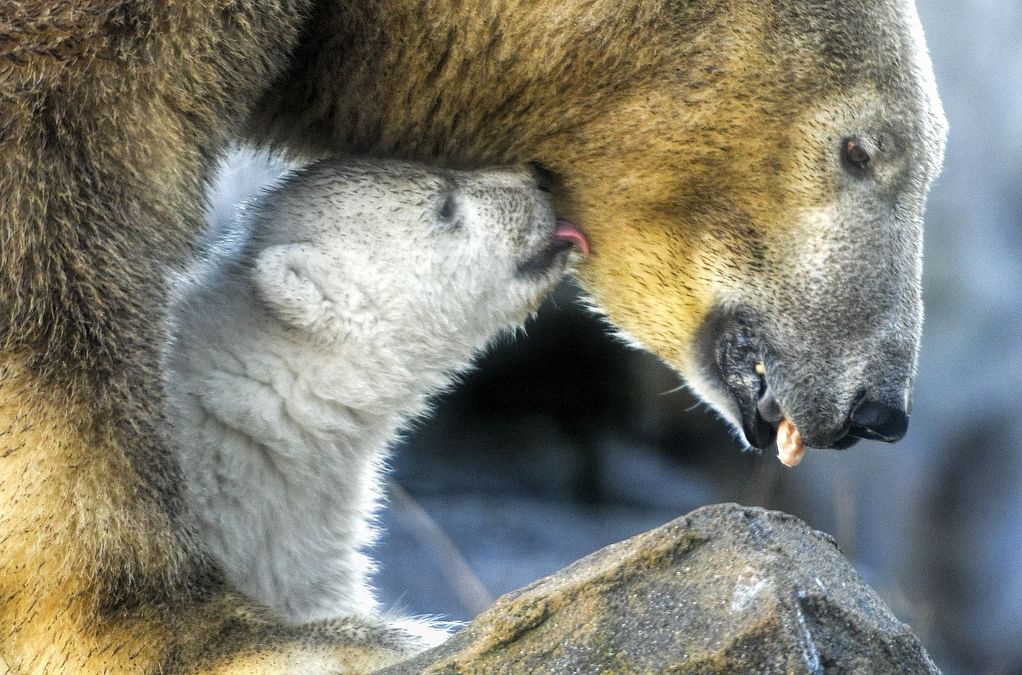 Cannibalism on rise among polar bears, say Russian scientists