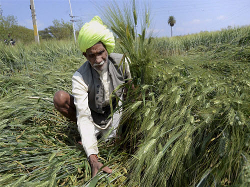 Untimely rain and hailstorm destroyed crops and orchards spread over 90,000 hectares in Yavatmal district in the last fortnight, official sources said. PTI File Photo. For Representation Purpose