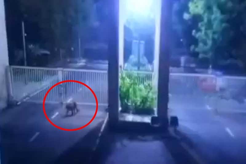 CCTV footage shared by the authorities showed the leopard sneaking into the Sachivalaya complex from beneath a locked gate at around 2 am. (Screengrab)