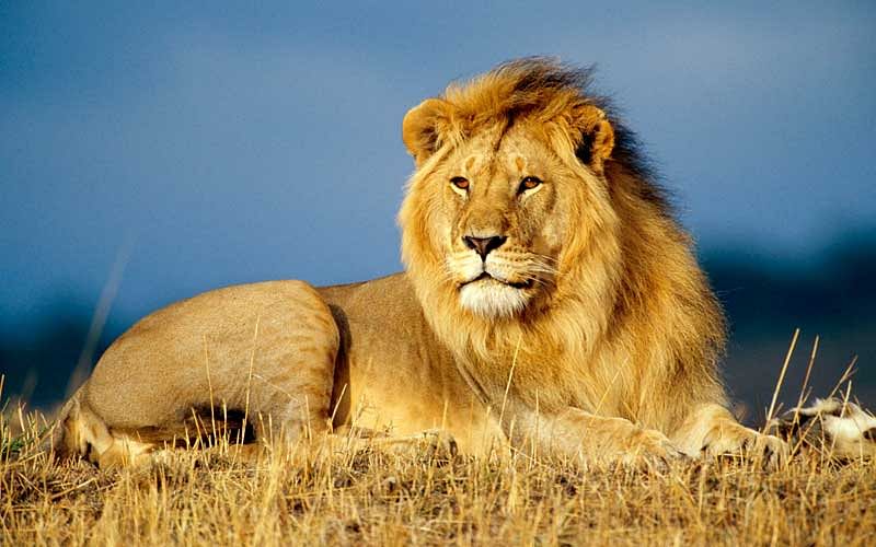 A lion, aged around five years, was found dead in a well at a village in Amreli district of Gujarat, an official said on Saturday.