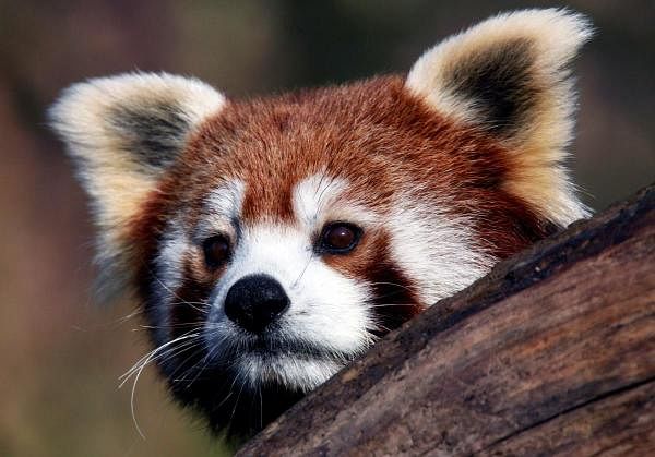Bamboo, one of a pair of five-month-old red panda twins, watches from a tree in Zagreb Zoo November 13, 2010, on the occasion of International Red Panda Day. (Reuters Photo)