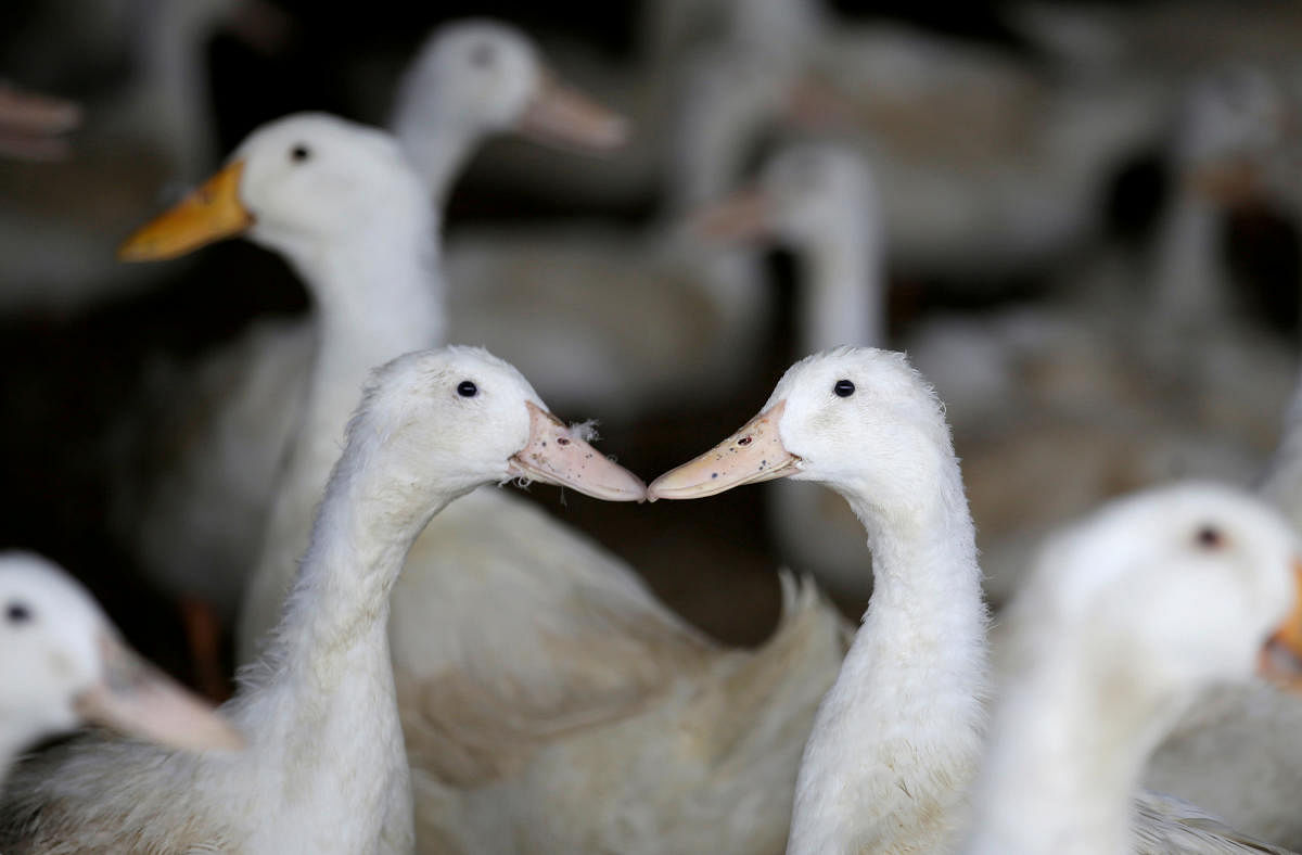 Ducks are pictured at a farm in Jiaxiang county (Reuters Photo)
