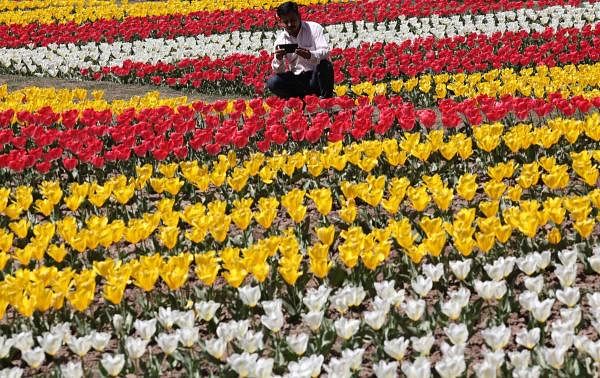 An Indian tourist takes pictures of a Tulip garden in a Tulip garden at Sanasar in Udhampur district, some 140 kms from Jammu, on March 29, 2018. (AFP Photo)