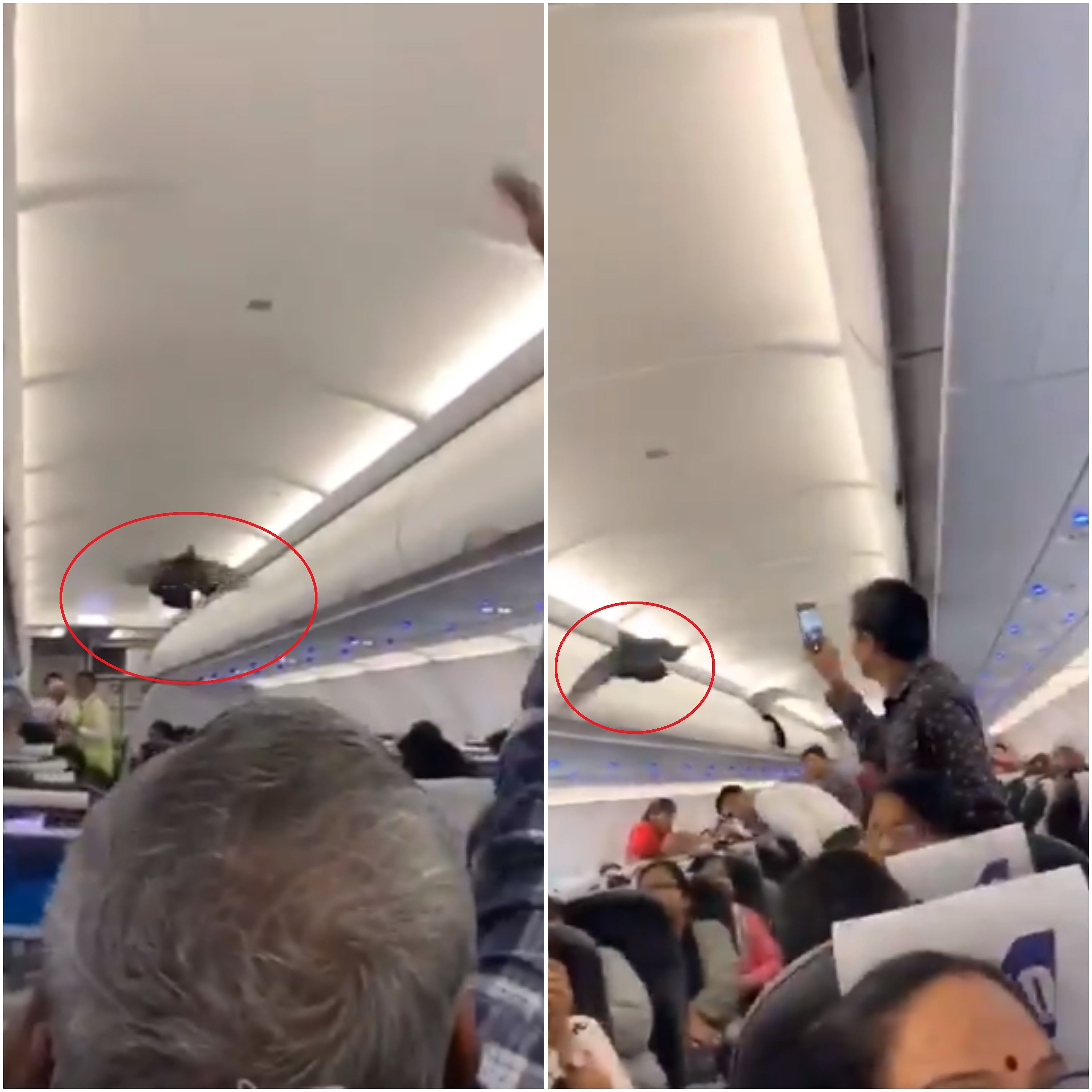 Some passengers recorded the pigeons flying inside the aircraft while the crew members are seen shooing them away. 