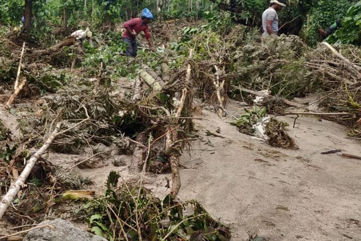 The coffee plantation of Chandre Gowda that was destroyed in last year's heavy rain at Kaskebail.