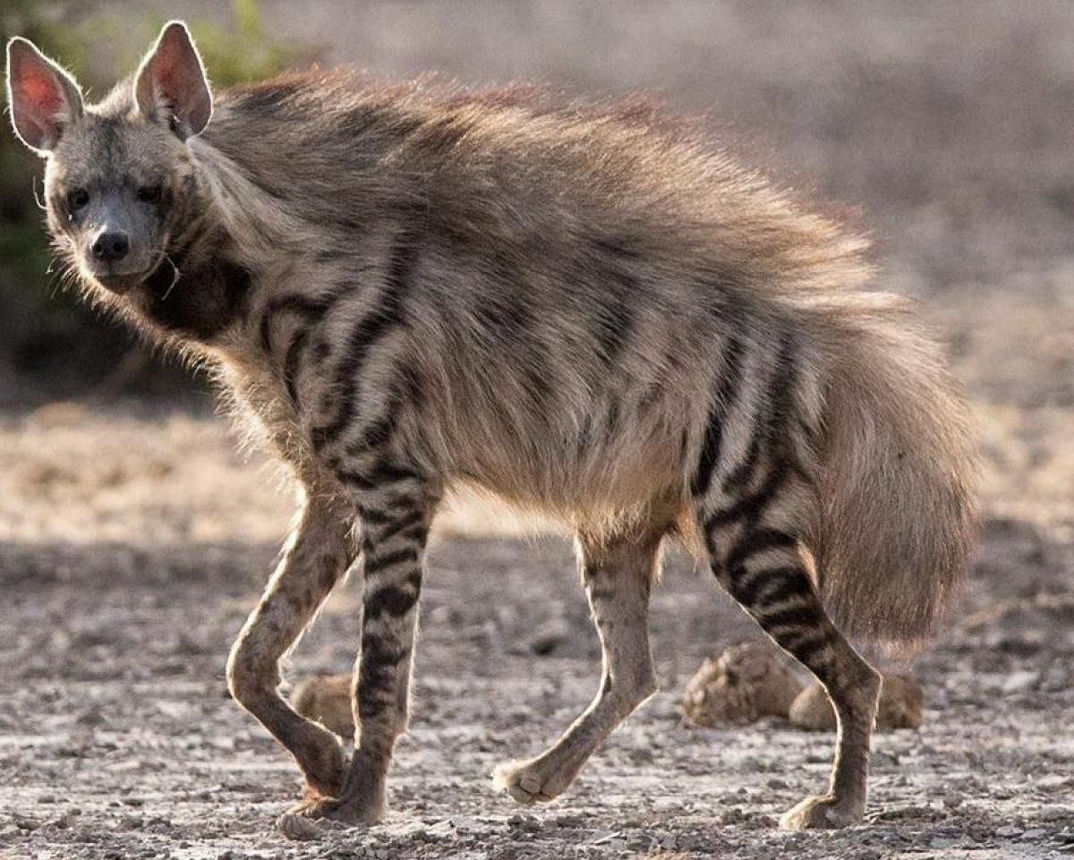 Striped Hyena at Pilikula Biological Park at Moodushedde. 