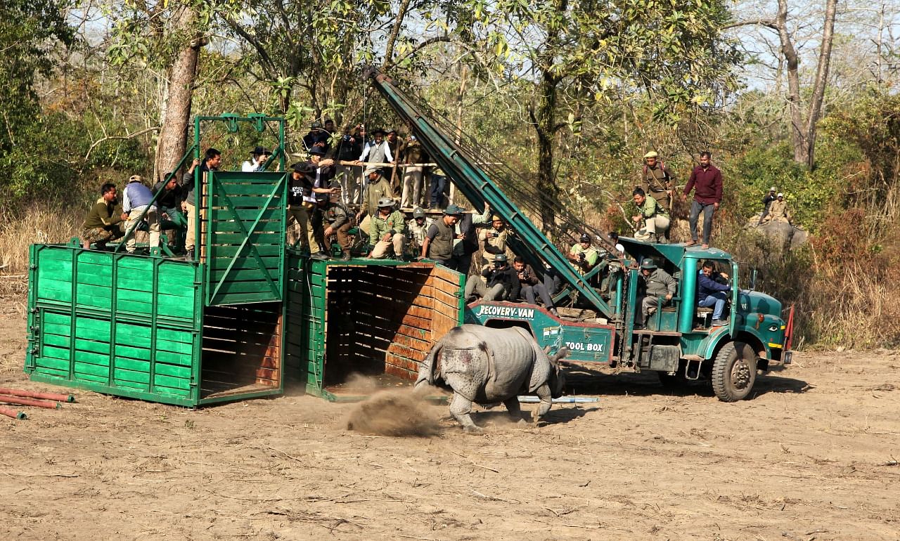Rhino released in Manas National Park in Assam on Sunday. (Photo credit: Subhamoy Bhattacharjee/WTI)