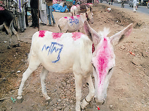 Lalu and Nitish were the main attractions at the annual donkey fair held on the banks of Shipra river in Ujjain district.