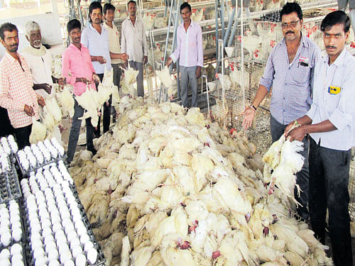 Chicken that died at a poultry farm at Melakera in Humnabad taluk, Bidar district. dh photo