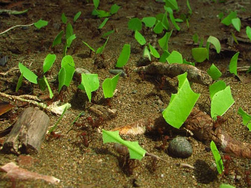 The researchers found that leafcutter ant species cut and sow their underground farms daily with fresh, green plant matter, cultivating a fully domesticated species of fungus on an industrial scale that can sustain colonies with up to millions of ants. Image courtesy Twitter.