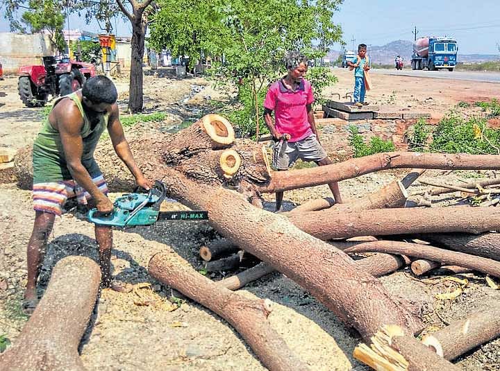 Trees are being axed for the four-laning of national highway-63, near the Ballari Thermal Power Station. (Right) Trees that provided shade have turned into a heap of wooden logs at Gadiganur in Hosapete taluk. DH photo