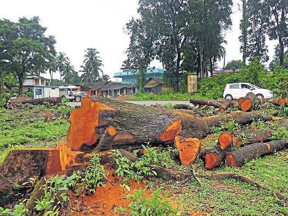 Trees have been felled beside the NH 75 to facilitate the four-laning of the road from Addahole to BC Road.