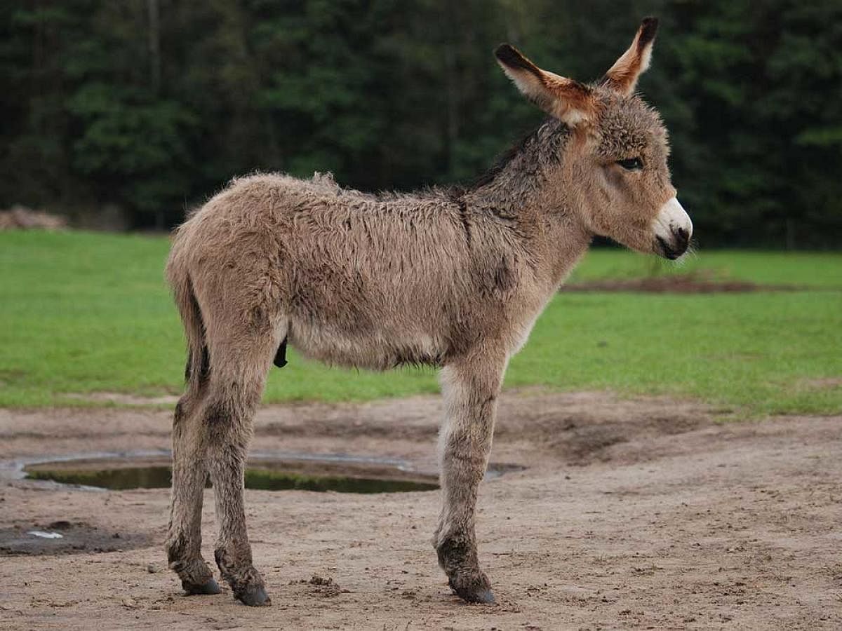 The donkeys were sold for 11,000 rupees, though the seller wanted to sell them for Rs. 20,000. representative image, Wikipedia.