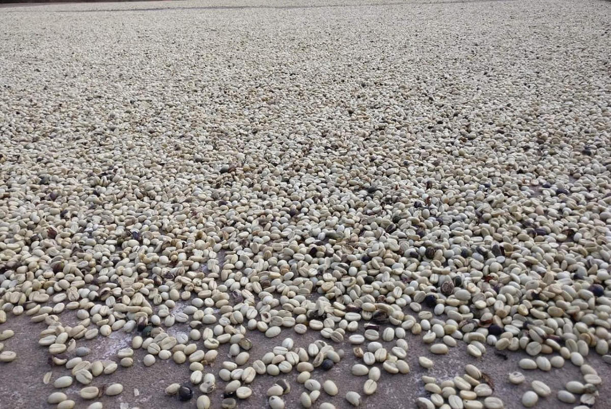 Coffee beans spread for drying. DH Photo