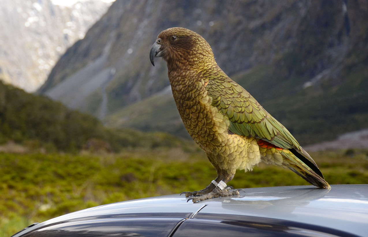 Keas, a species of parrots found in New Zealand. (Credit: iStockPhoto)