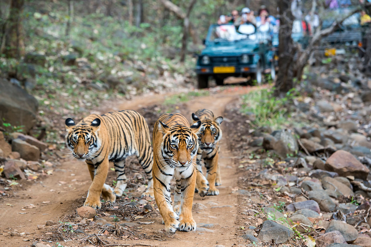 It pointed out that tourist activities in Ranthambhore Tiger Reserve (RTR) and Sariska Tiger Reserve (STR) could not be regulated in the absence of local advisory committee (LAC) which caused disturbance to wild animals. Representative image: iStock Photo