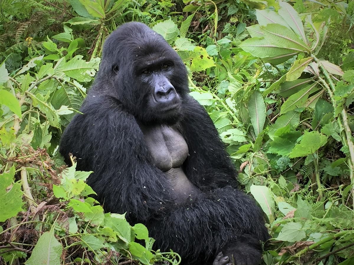 A silverback gorilla.PHOTOS BY AUTHORS