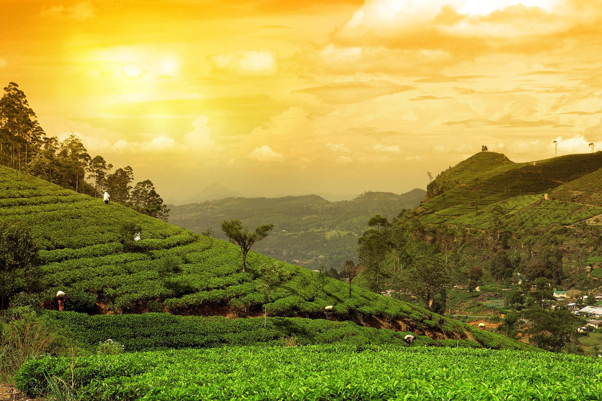 Tea plantations in Munnar.