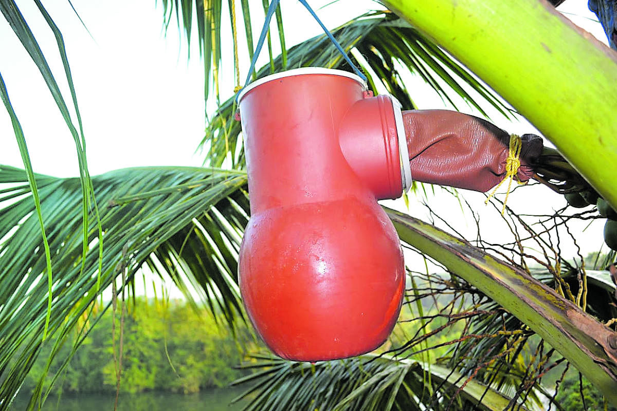 The hygienic box for collecting Neera from the inflorescence of coconut trees.