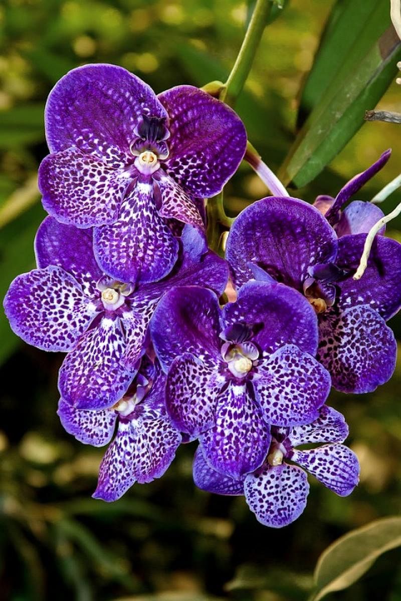 The blue orchid, the species would have been lost forever if not for the discovery of another wild habitat in Arunachal Pradesh, from where they were recovered.