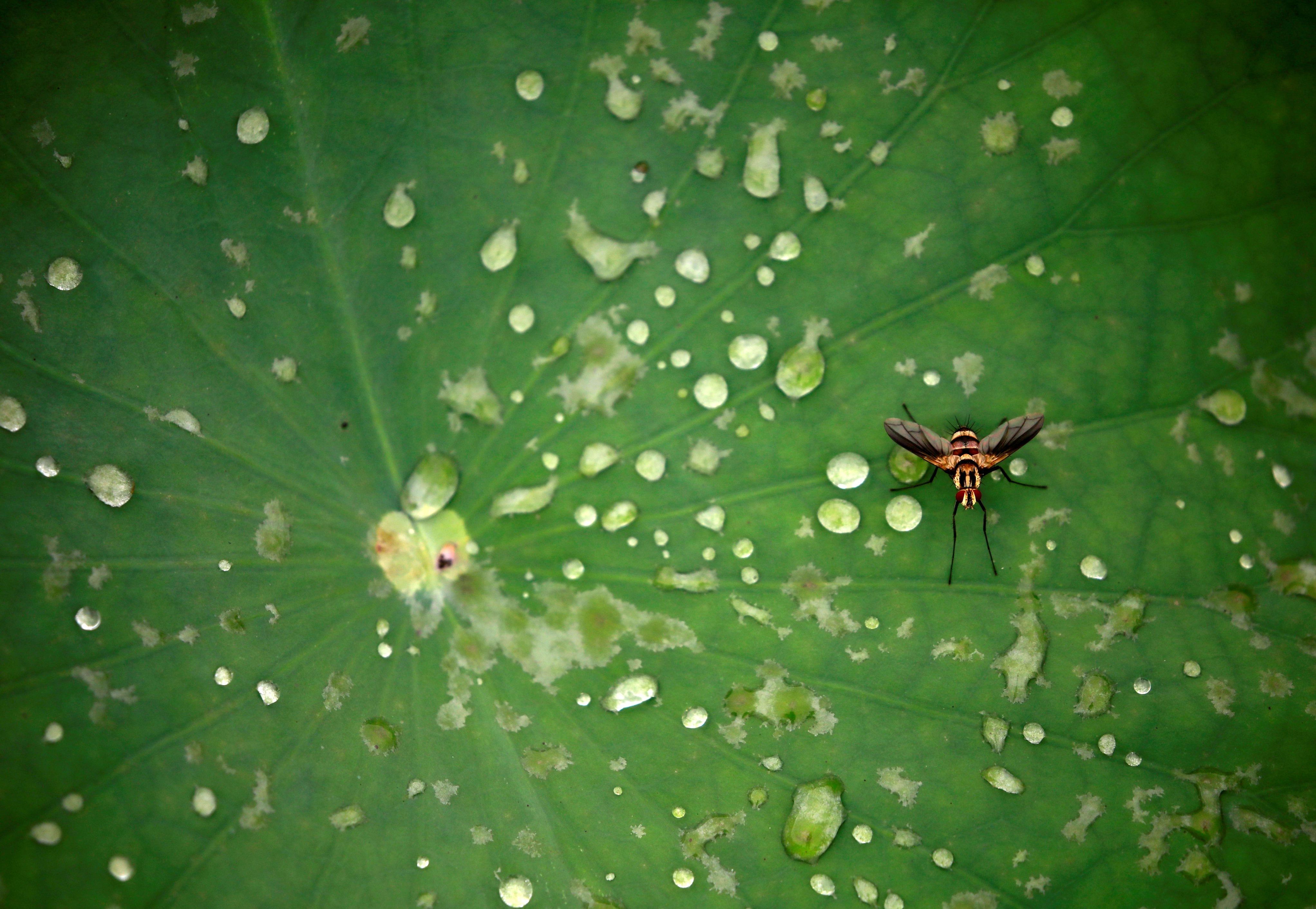 An insect is pictured on the leaf of a lotus after the rain at a pond in Lalitpur, Nepal. (Credit: Reuters)